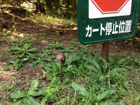 ミニマリストの出る杭は打たれるけど出すぎた杭は打たれない　マツタケ、広島太郎編