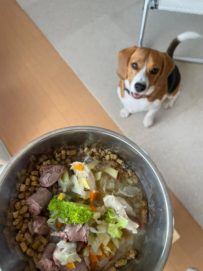 犬の手作りごはんに使う肉の選び方